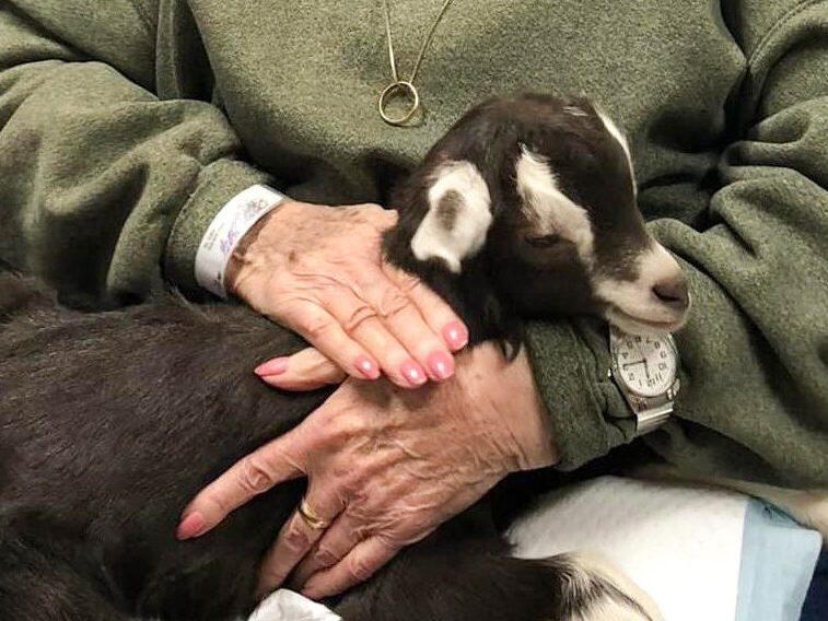 Goats A goat sitting a seniors lap